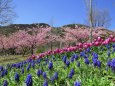 桜とチューリップの饗宴始まる