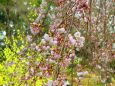 咲きはじめた白枝垂れ桜