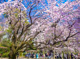 六義園のしだれ桜