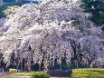 しだれ桜