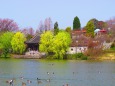 鶴見緑地公園大池の春