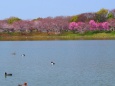 桜咲く鶴見緑地公園の大池