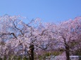 しだれ桜日本