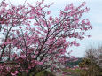 五分咲きの雅桜