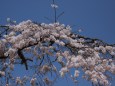 青空の姫枝垂れ桜満開