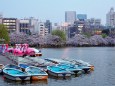不忍池の桜並木とボート