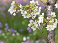 お気に入りの桜スポット