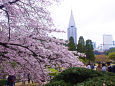 新宿御苑の桜