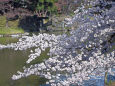 水辺の桜