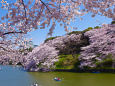 千鳥ヶ淵の桜