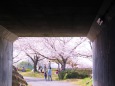 トンネルから見た桜