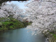 桜の季節2