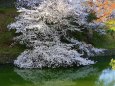 千鳥ヶ淵の桜