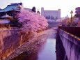 石神井川の桜～2018～1