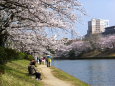 福岡城址お堀の桜