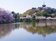 桜が彩る春の三渓園