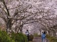 これが桜道です