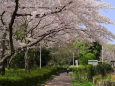 満開の桜＠泉北