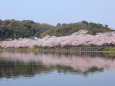 亀鶴公園の桜並木