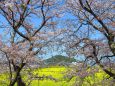 藤原京跡の桜に大和三山耳成山