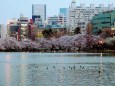 不忍池の桜並木と鴨の群