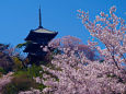 三渓園 三重塔と桜