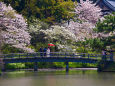 観心橋と桜