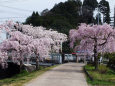 満開の枝垂れ桜