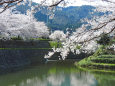 桜の季節10