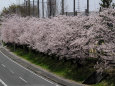 道路沿いの桜並木＠泉北