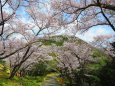 六甲山中腹甲山の桜満開