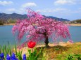 六甲山北山湖畔の一本紅枝垂桜