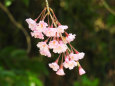 桜の季節12