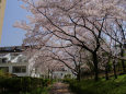 桜のトンネル＠泉北