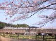 亀鶴公園のサクラ