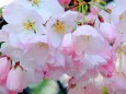 桜:アメリカ