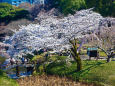 見下ろす桜