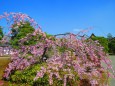 京都御所御庭の紅枝垂れ桜