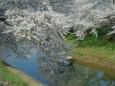 満開の桜と川