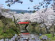 桜の季節16