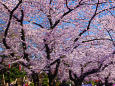 上野公園の桜