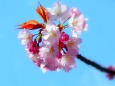 長州緋桜