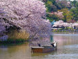 三渓園 大池と桜