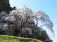 桜の季節19