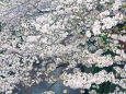 目黒川 夕暮れの桜