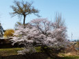 久々利川沿いの桜
