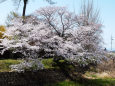 久々利川沿いの桜