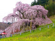 三春の滝桜