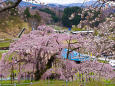 見下ろす滝桜