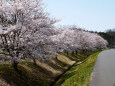 久々利川沿いの桜